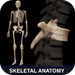 3D Skeletal of Anatomy.